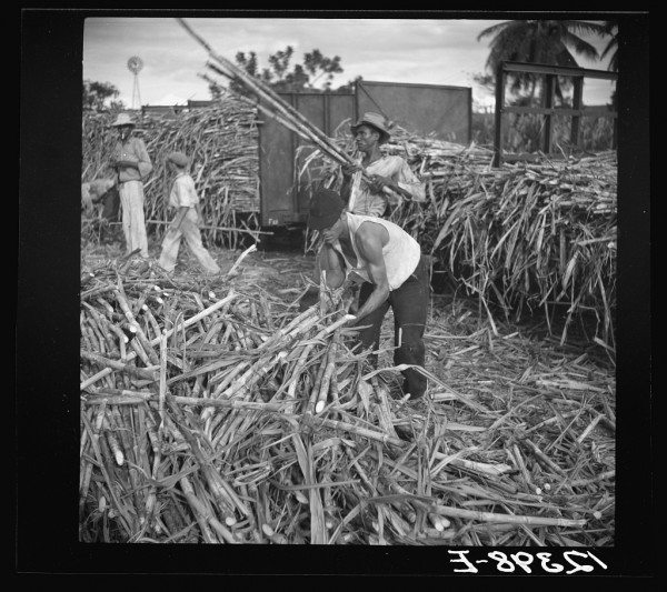 (Sugar cane being loaded onto a train for transportation to the refinery. Near Ponce, Puerto Rico. LIBRARY OF CONGRESS)